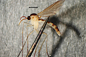 Orfelia bicolor