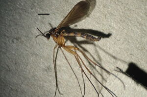 Orfelia nemoralis
