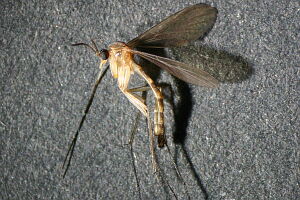 Orfelia pallida