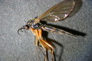 Platyura