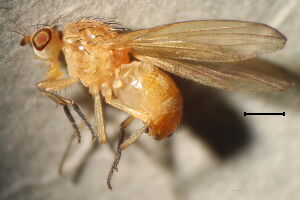 Lauxaniidae