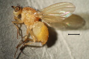 Aulogastromyia anisodactyla
