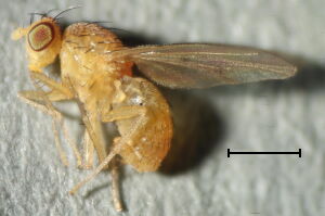 Homoneura interstincta