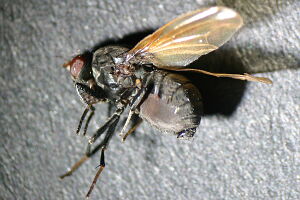 Minettia longipennis