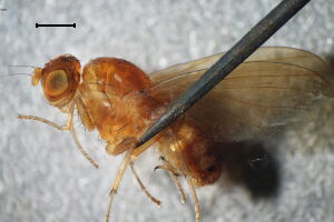 Sapromyzosoma #a