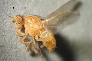 Sapromyzosoma quadripunctata