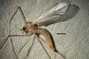 Cheilotrichia cinerascens