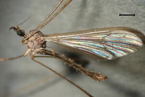 Dicranophragma nemoralis