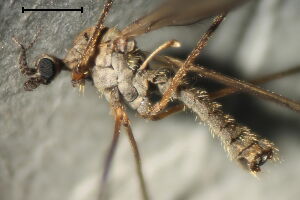 Erioconopa trivialis