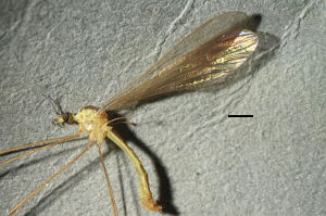 Gonomyia recta