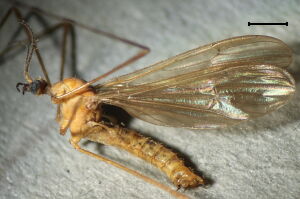 Hoplolabis