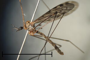 Limonia nubeculosa