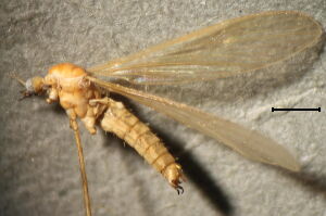 Molophilus ochraceus