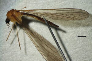 Pilaria fuscipennis