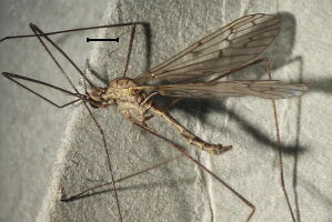 Symplecta hybrida