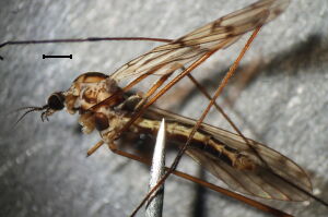 Symplecta stictica