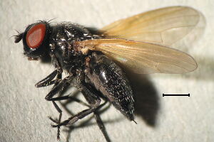 Chaetolonchaea pallipennis