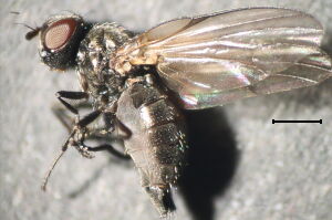 Earomyia #a