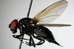 Lonchaea caucasica