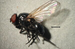Lonchaea chorea