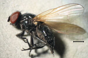 Lonchaea corusca