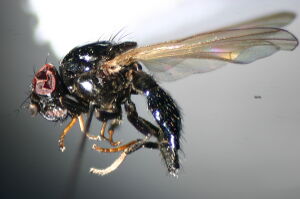 Lonchaea fugax