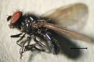 Lonchaea kapperti