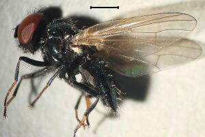 Lonchaea subneatosa