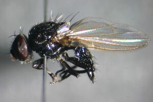 Lonchaea sylvatica
