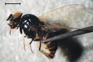 Lonchaea tarsata