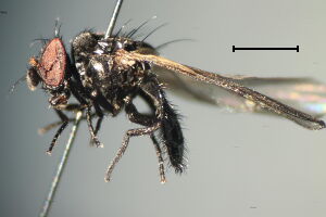 Protearomyia rameli