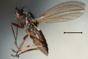 Lonchoptera bifurcata