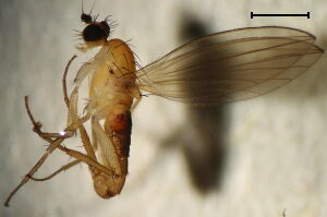Lonchoptera fallax