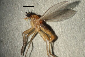 Lonchoptera lutea