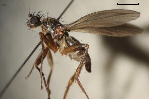 Lonchoptera tristis