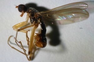 Neria commutata