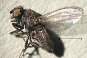 Desmometopa sordida