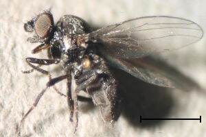 Neophyllomyza acyglossa