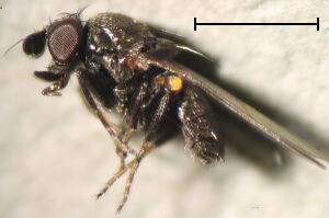 Phyllomyza equitans