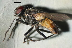 Muscidae