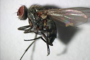 Brontaea humilis