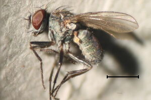 Coenosia agromyzina