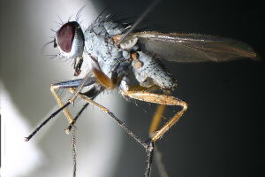 Coenosia albicornis
