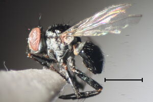 Coenosia atra
