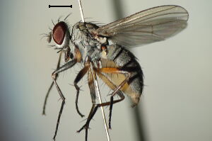 Coenosia campestris