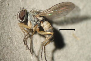 Coenosia infantula