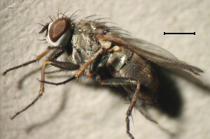Coenosia lineatipes