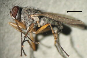 Coenosia pudorosa