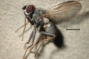 Coenosia stigmatica