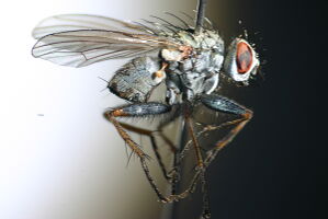 Coenosia tigrina
